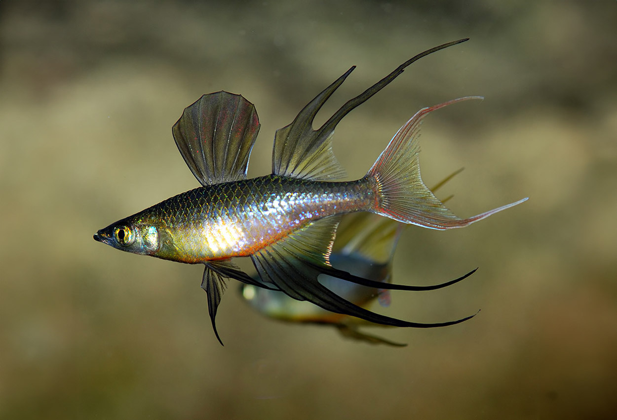 Trådfensregnbåge, Werners regnbågsfisk
