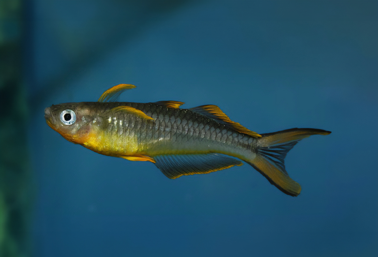 Foto på fisken Pseudomugil furcatus