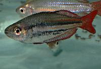 Västlig/australiensisk/rödstjärtad regnbågsfisk