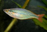 Aru II regnbågsfisk