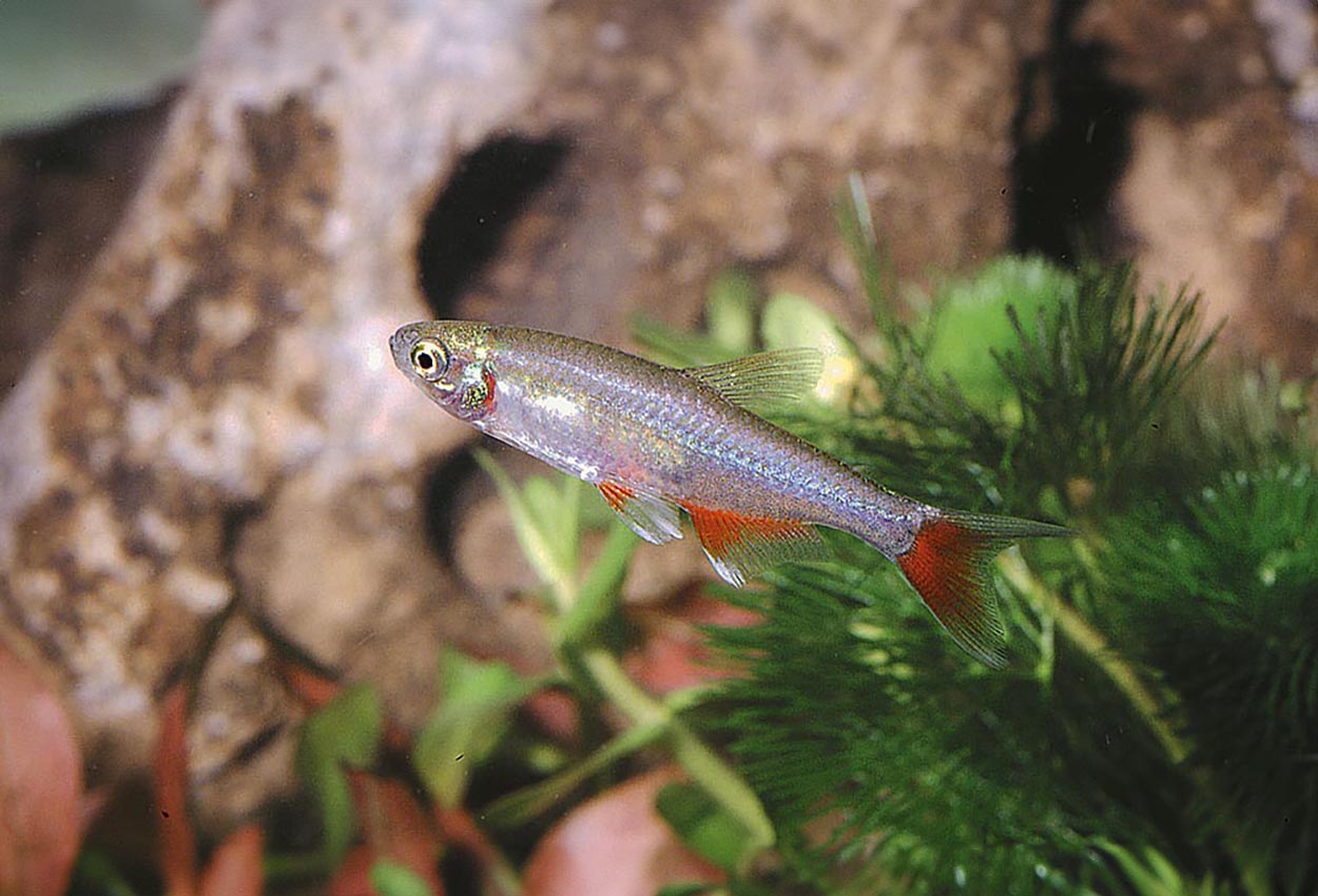Foto på fisken Aphyocharax anisitsi