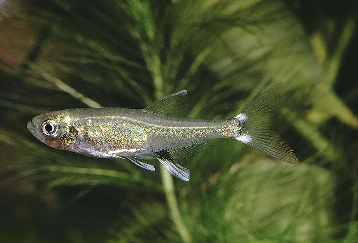Foto på fisken Aphyocharax paraguayensis
