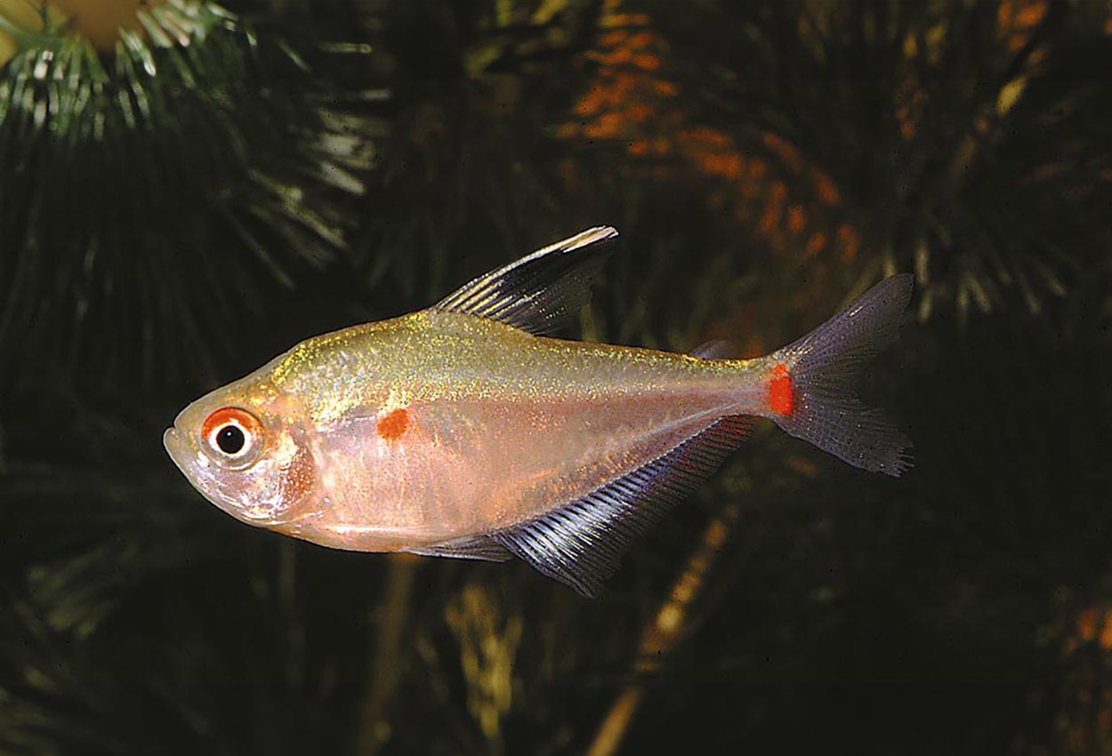 Foto på fisken Hyphessobrycon socolofi
