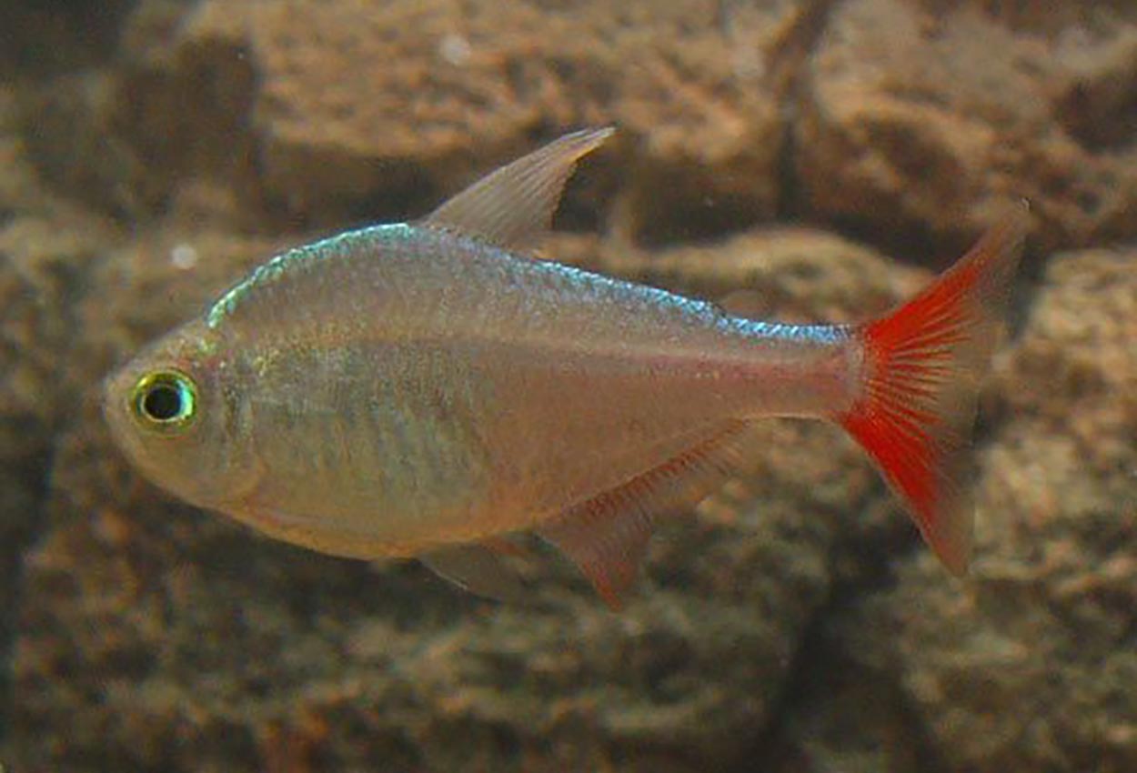 Foto på fisken Hyphessobrycon columbianus