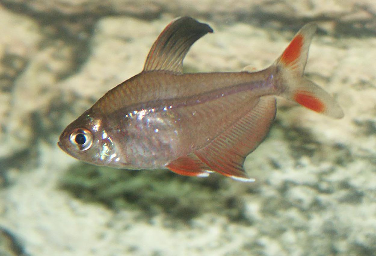 Foto på fisken Hyphessobrycon rosaceus