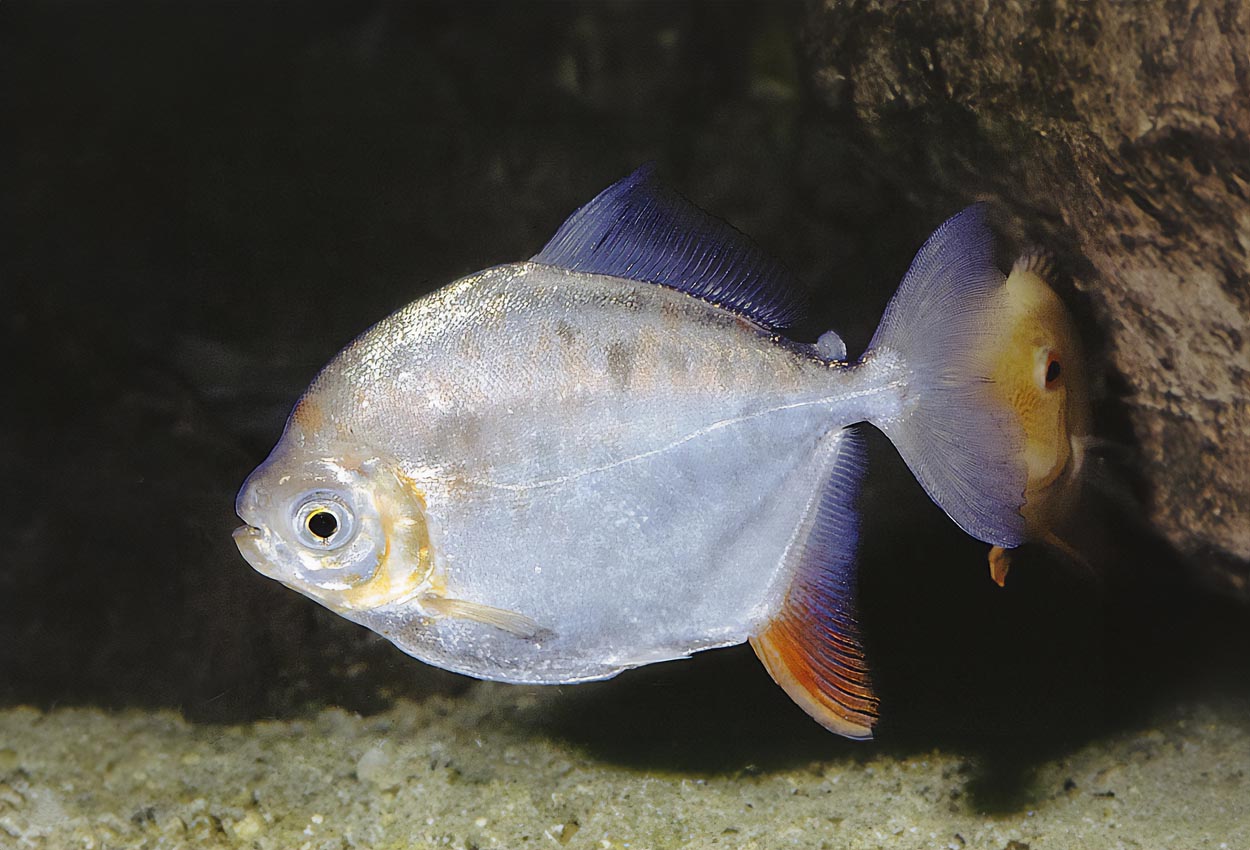 Foto på fisken Metynnis argenteus