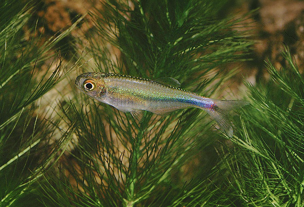 Foto på fisken Boehlkea fredcochui
