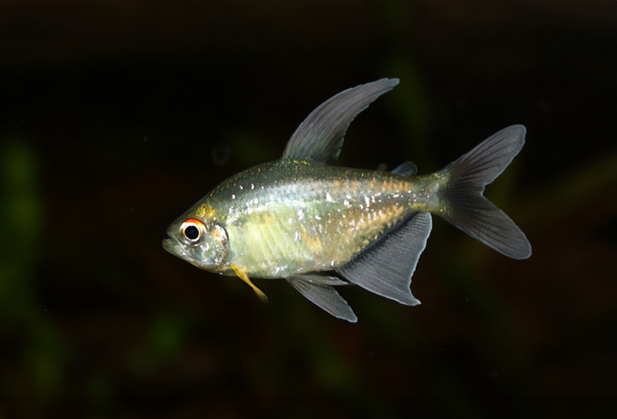 Foto på fisken Moenkhausia pittieri