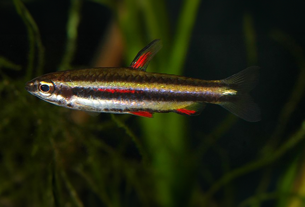 Smycketetra