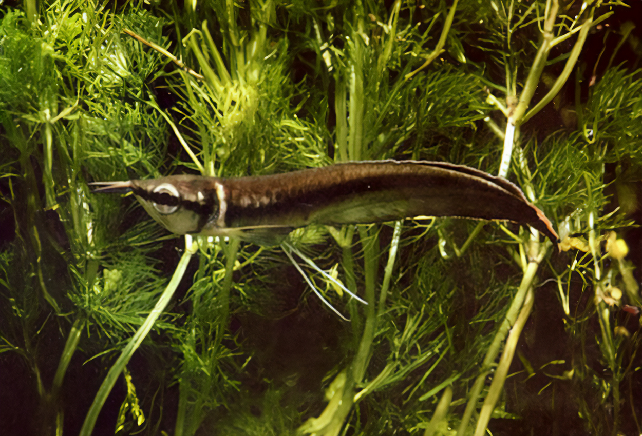 Foto på fisken Osteoglossum ferreirai