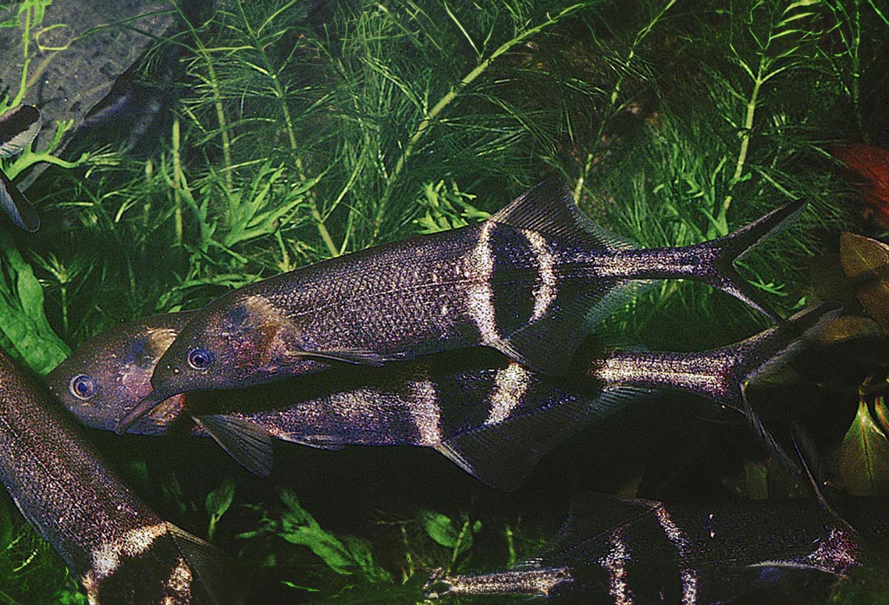 Foto på fisken Gnathonemus petersii