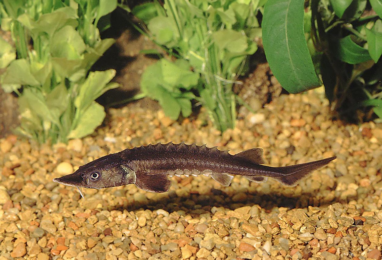 Foto på fisken Acipenser ruthenus