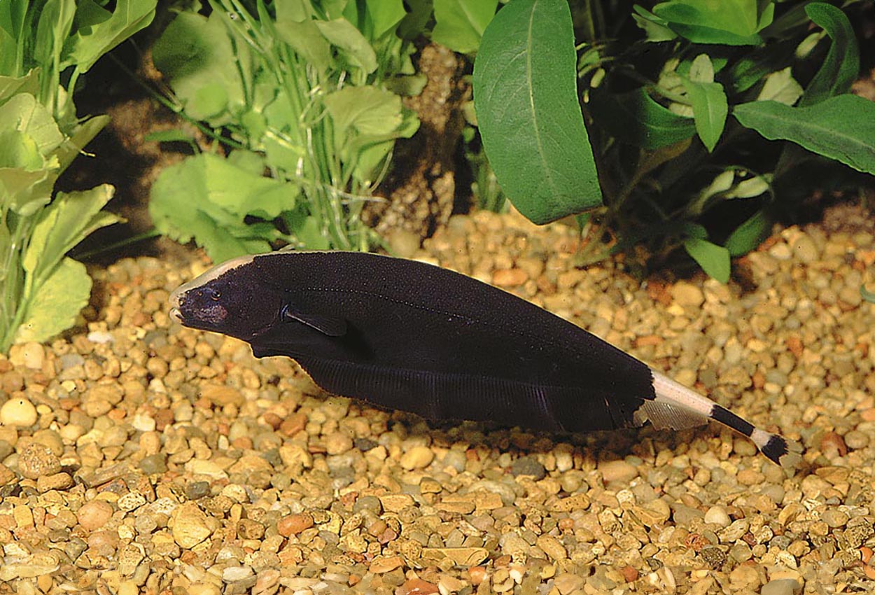 Foto på fisken Apteronotus albifrons