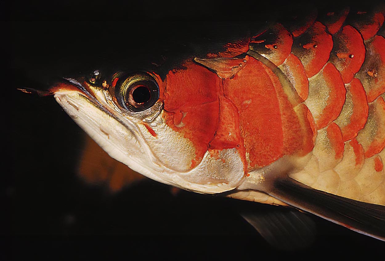 Foto på fisken Scleropages formosus