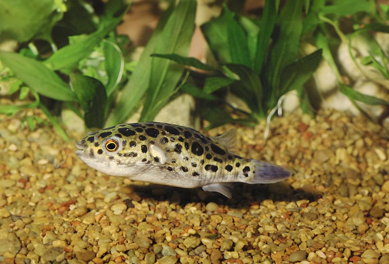 Foto på fisken Tetraodon nigroviridis