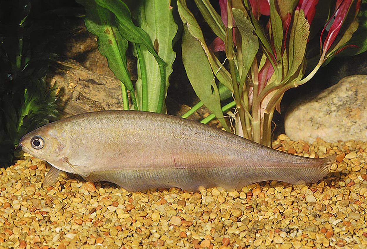 Foto på fisken Xenomystus nigri