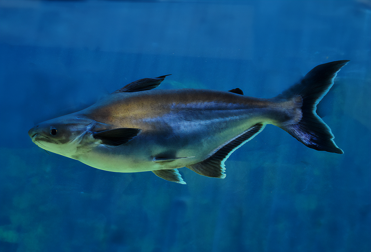 Foto på fisken Pangasianodon gigas