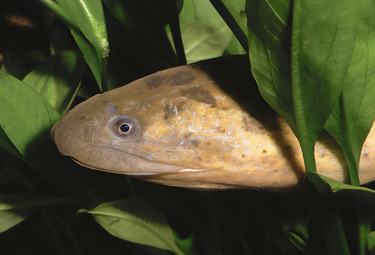 Foto på fisken Synbranchus marmoratus