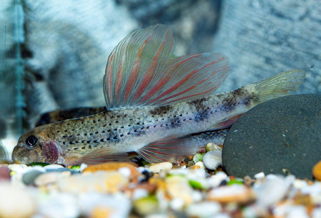 Foto på fisken Microphysogobio  tafangensis