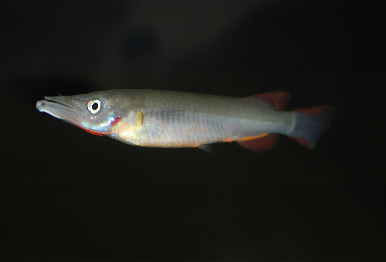 Foto på fisken Nomorhamphus sp. 'fire'