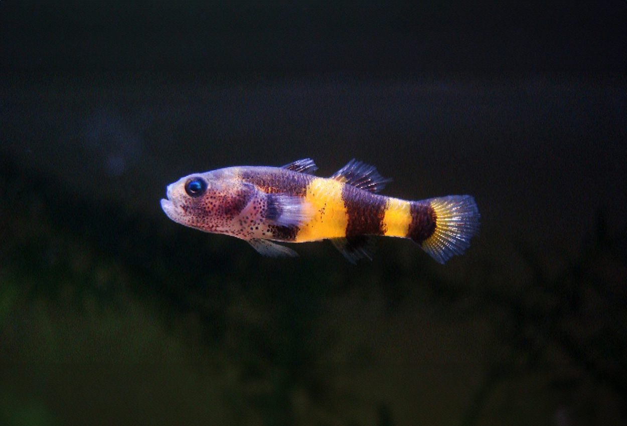 Foto på fisken Brachygobius xanthozonus