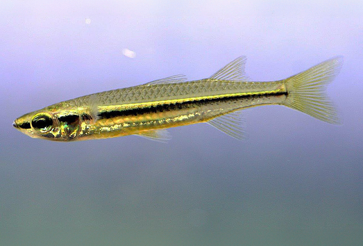 Foto på fisken Craterocephalus  stercusmuscarum  
