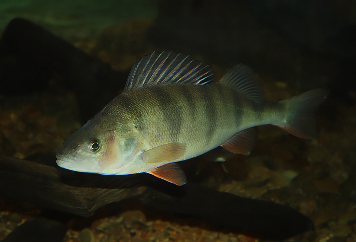 Foto på fisken Perca fluviatilus