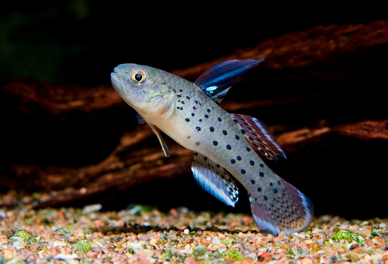 Foto på fisken Stigmatogobius sadanundio