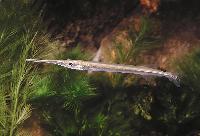 Sötvattens-näbbgädda, silvernålfisk