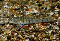 Polkagris goby, Candy cane goby