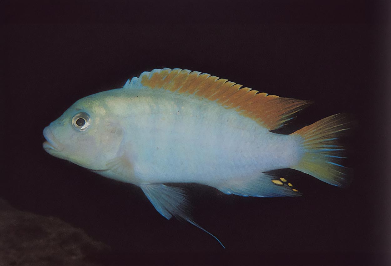 Foto på fisken Metriaclima greshakei, Makokola