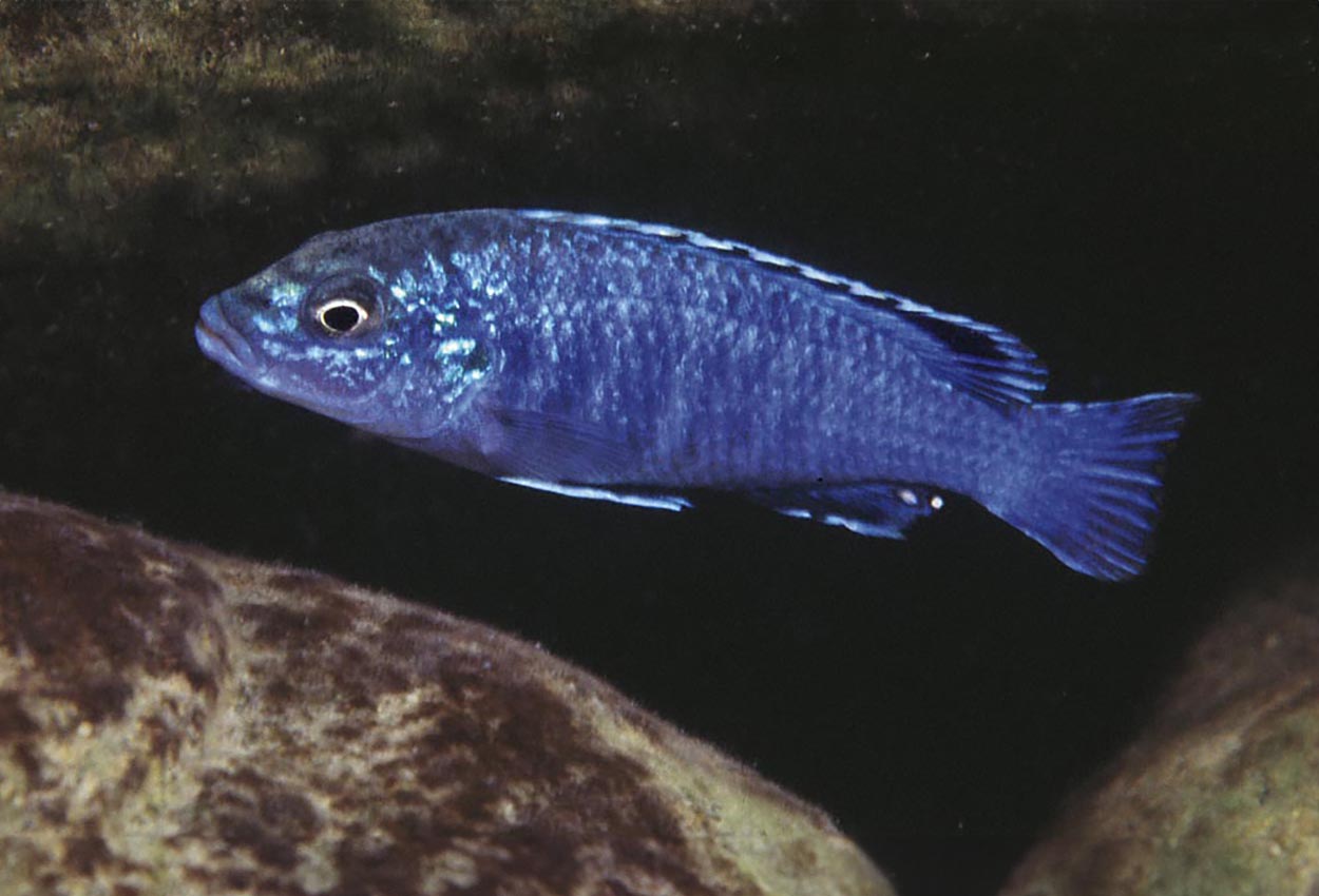 Foto på fisken Melanochromis joanjohnsonae