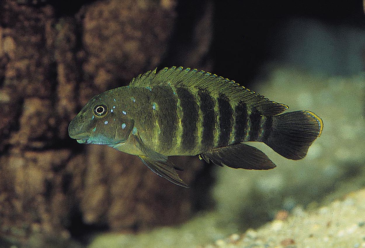 Foto på fisken Eretmodus sp. 'ubwari'
