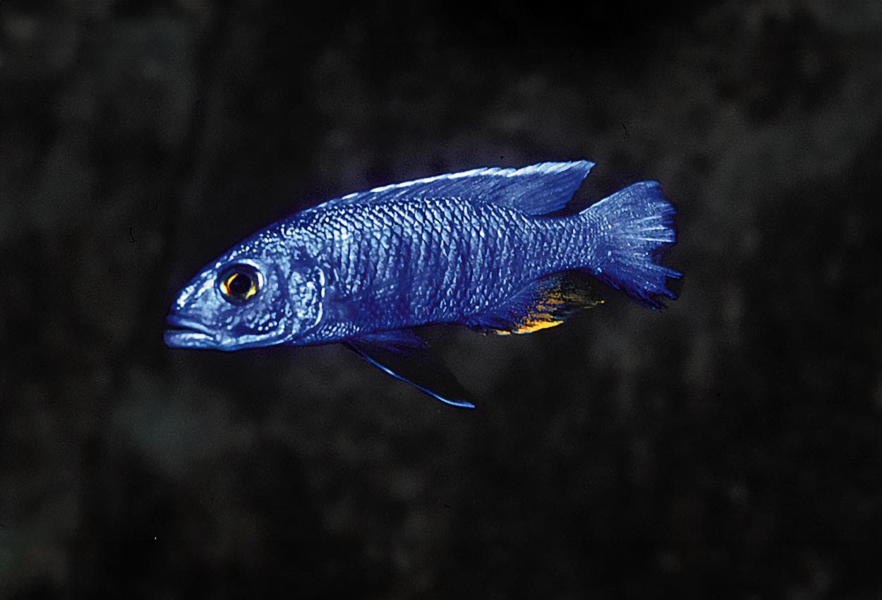 Foto på fisken Sciaenochromis fryeri