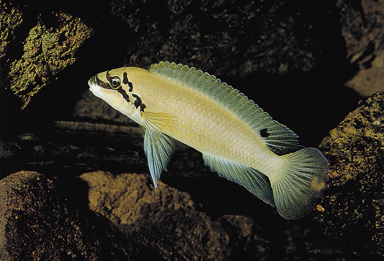 Foto på fisken Chalinochromis brichardi, Magara