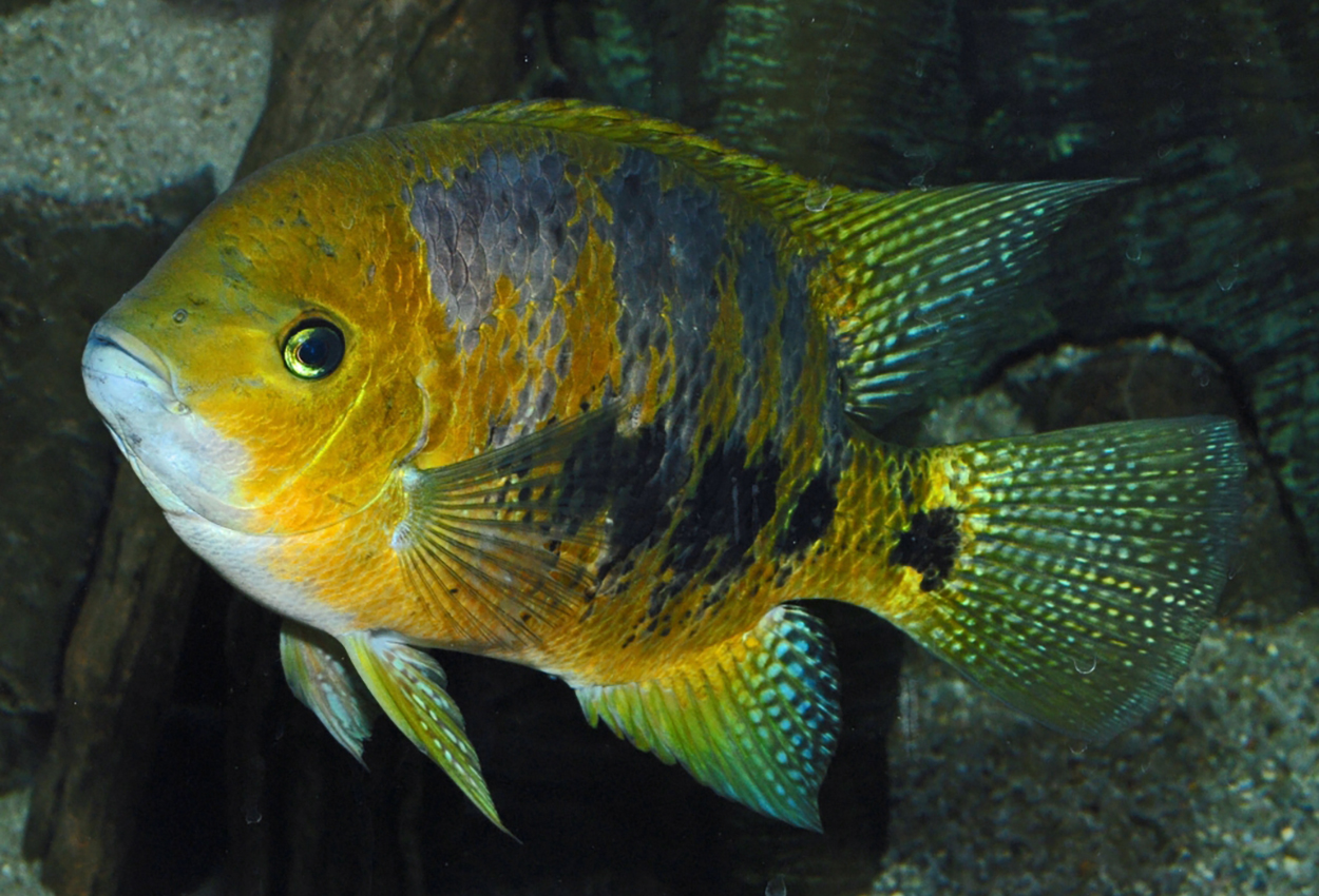 Foto på fisken Cincelichthys bocourti