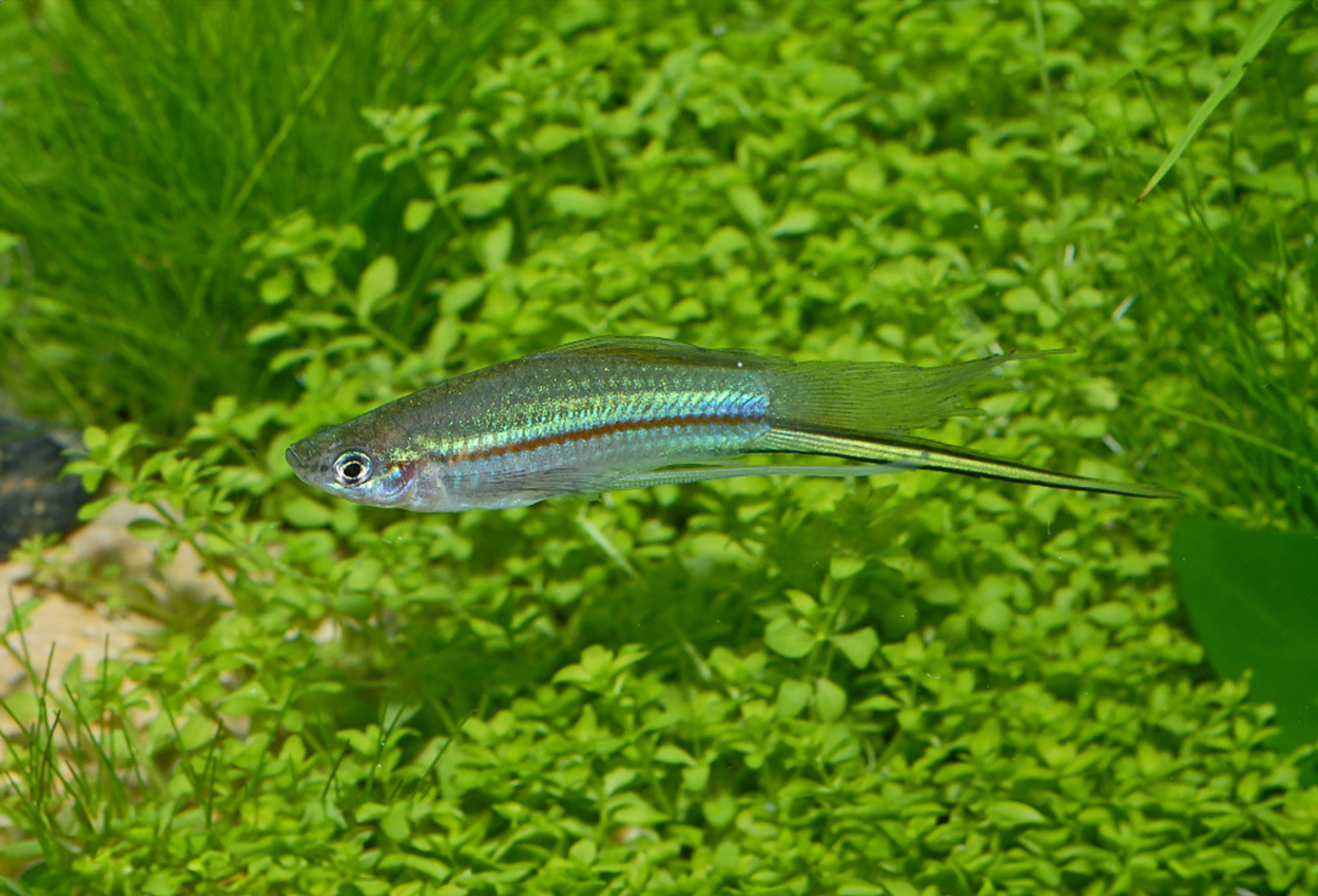 Foto på fisken Xiphophorus hellerii, 