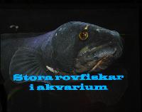 Stora rovfiskar i akvarium/Joel Björnsson
