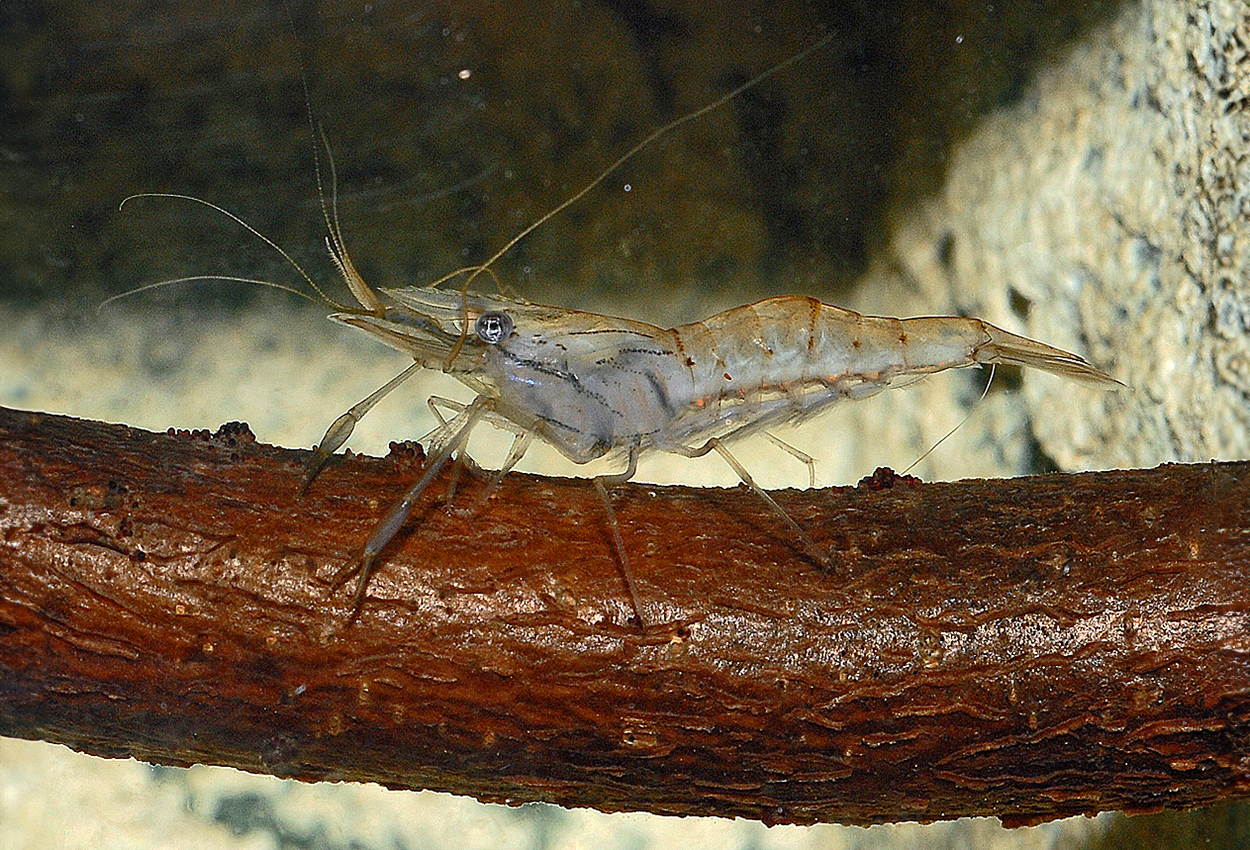 Foto på skaldjuret Palaemonetes paludosus