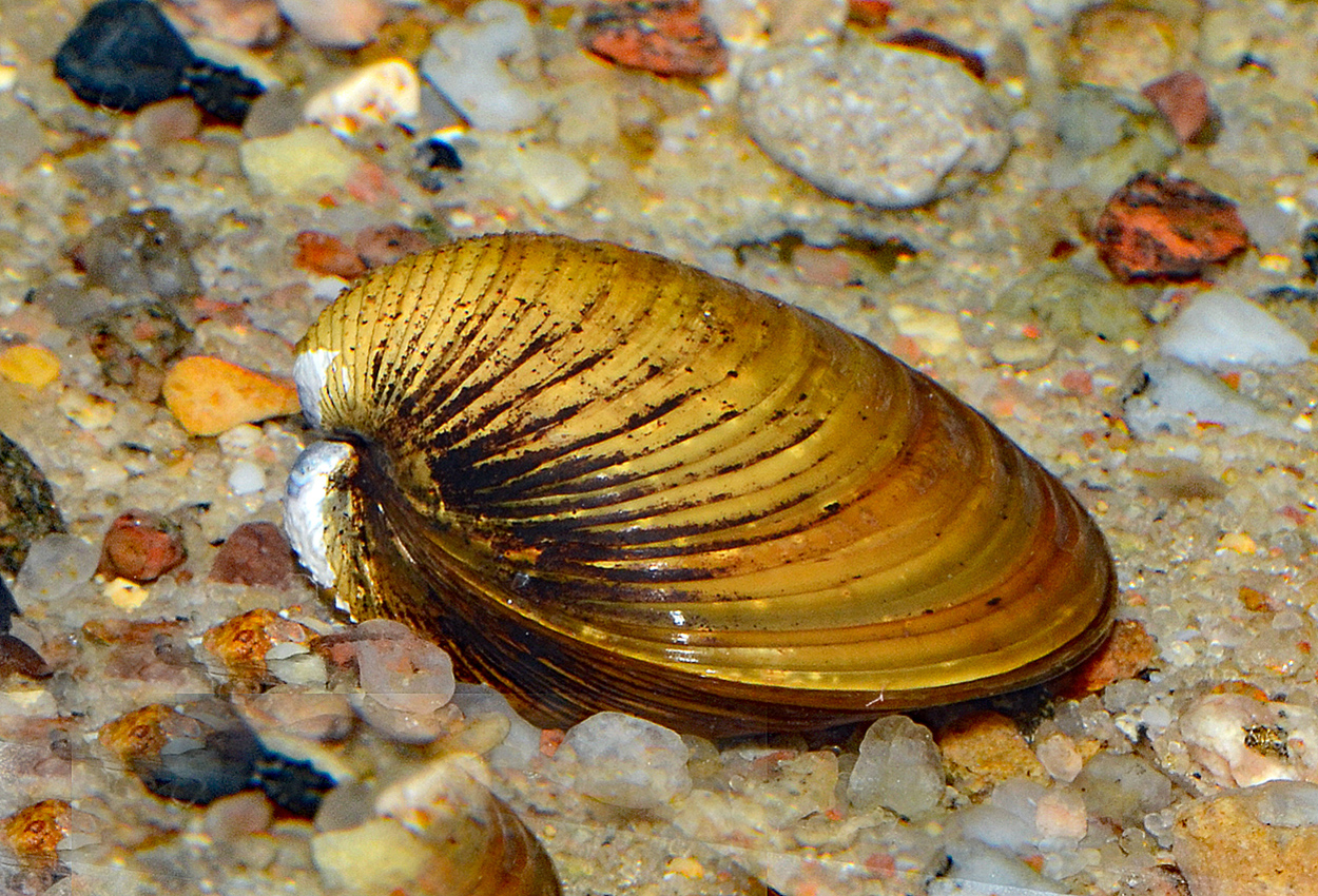 Foto på skaldjuret Corbicula fluminea