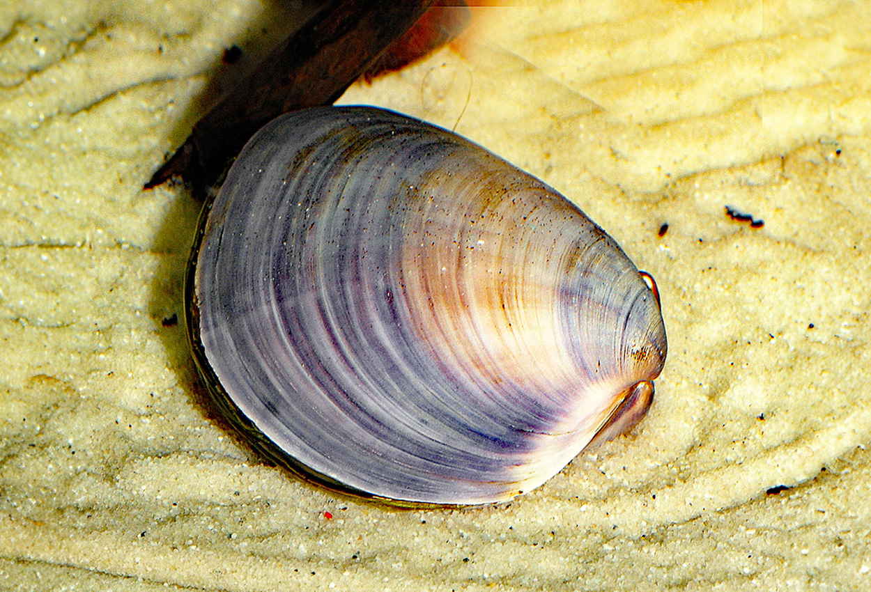 Foto på skaldjuret Polymesoda sp. 'blå'