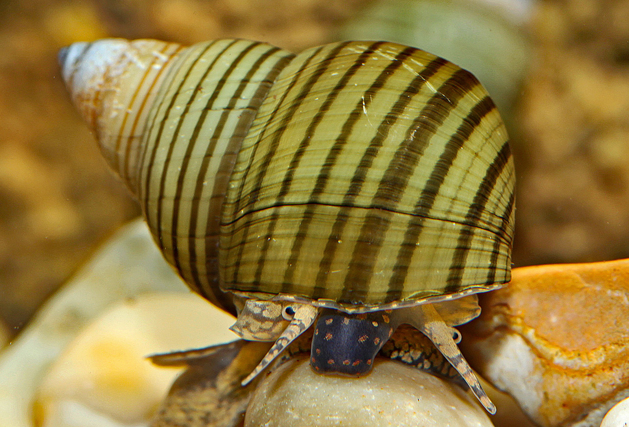 Foto på skaldjuret Filopaludina munensis 