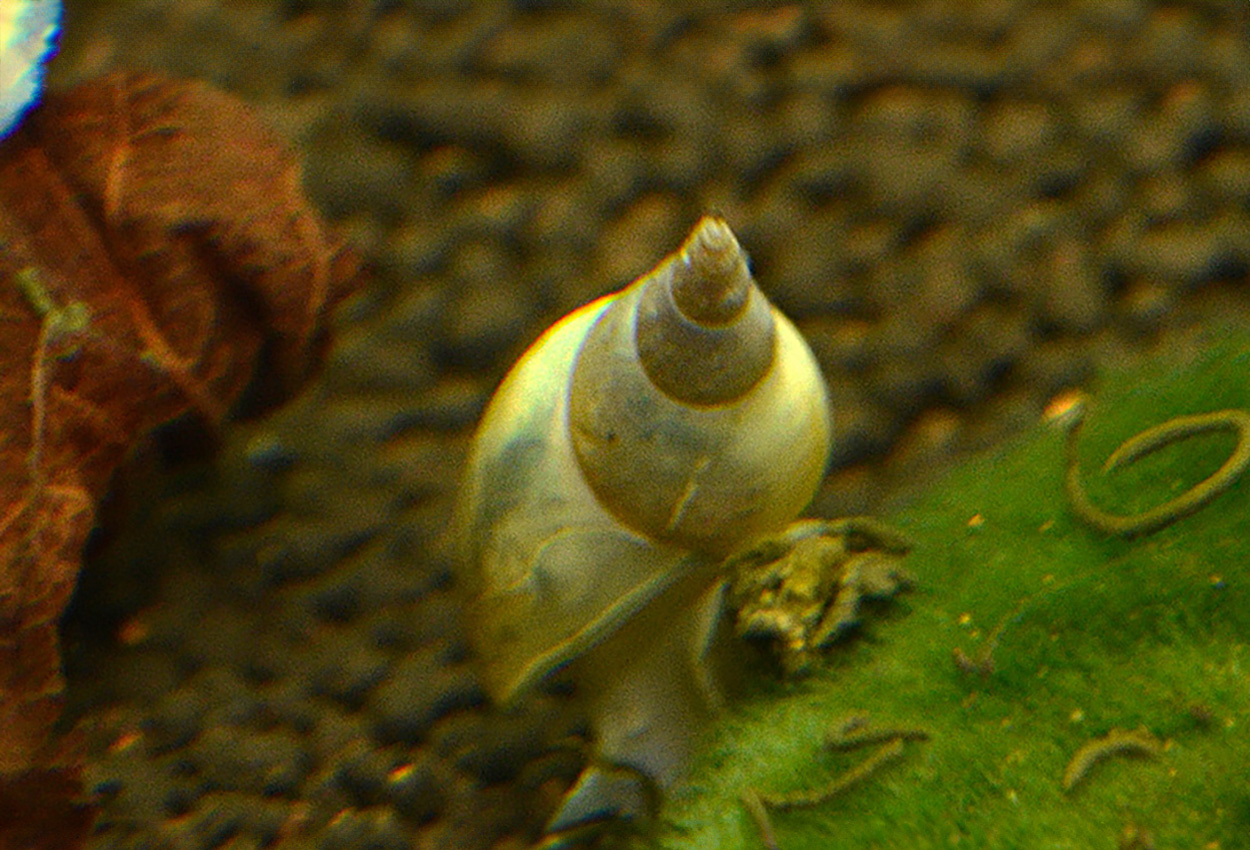 Foto på skaldjuret Lymnaea stagnalis