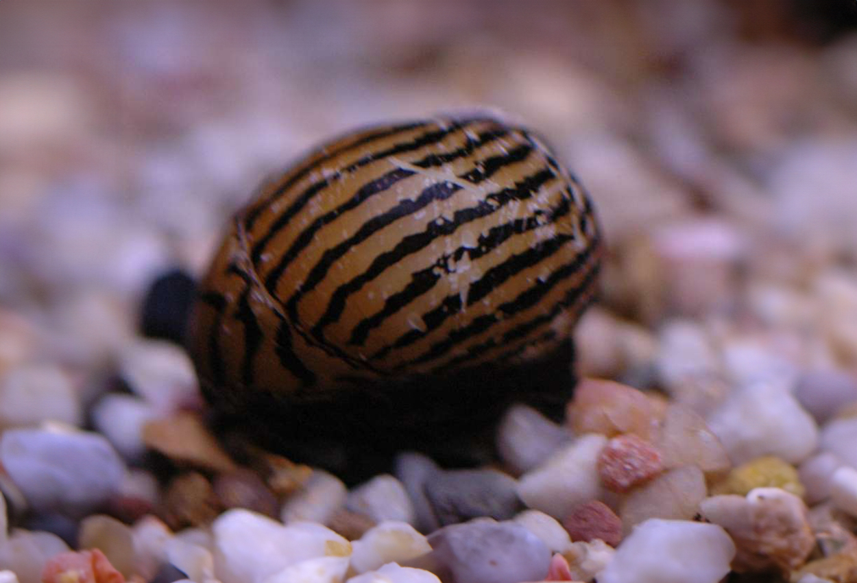 Foto på skaldjuret Neritina sp. 'zebra'