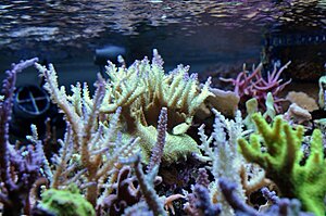 Klicka på bilden för större version

Namn: Coral Garden (Medium).jpg
Visningar: 156
Storlek: 85,7 KB
ID: 2344515