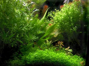 Cryptocoryne crispatula var. balansae