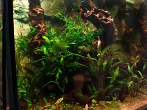 Cryptocoryne undulata