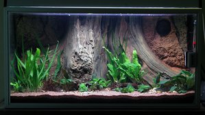 Cryptocoryne beckettii