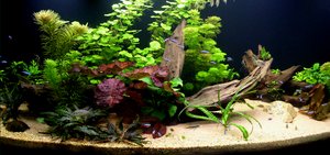 Cryptocoryne wendtii 