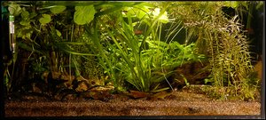 Cryptocoryne wendtii 